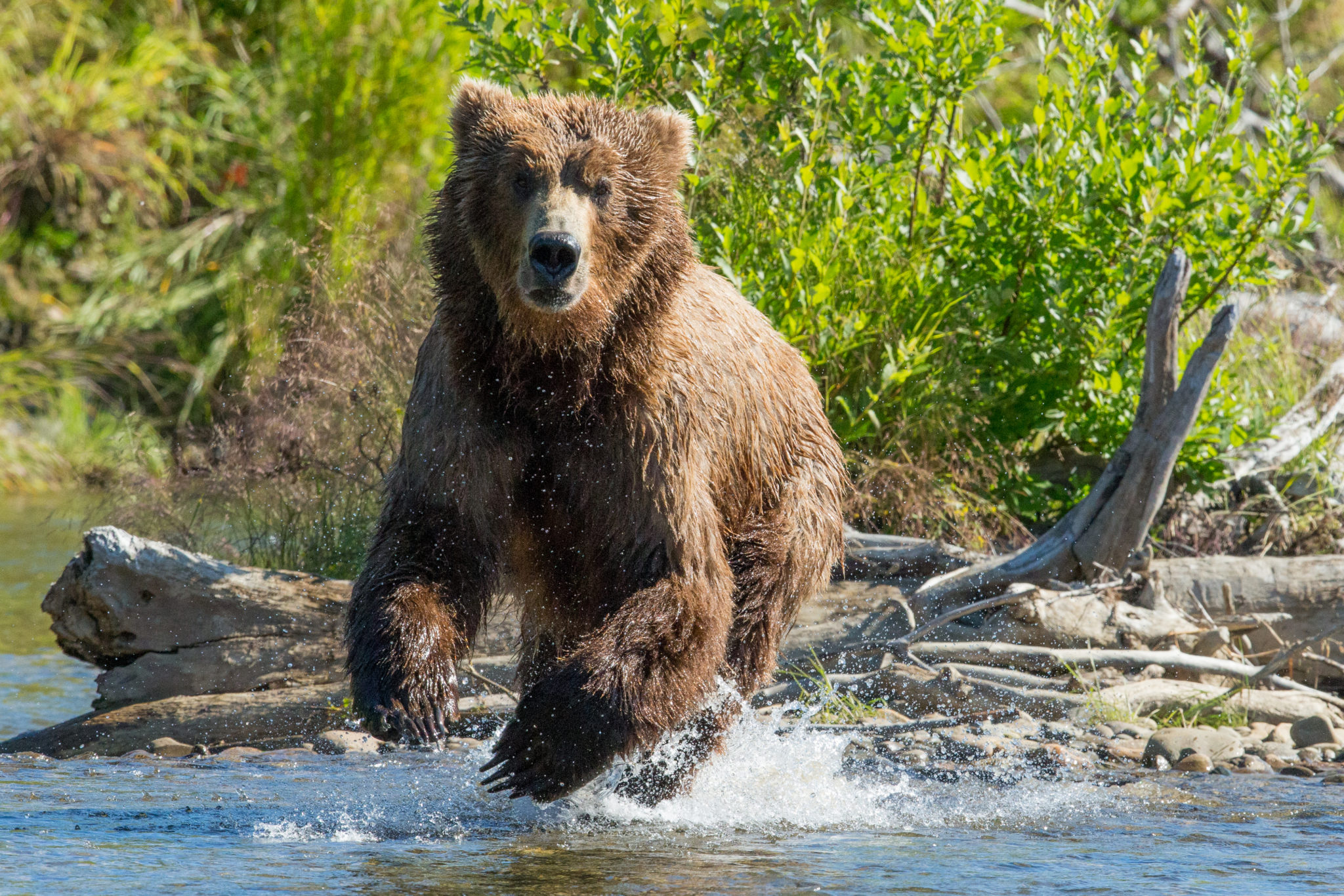 RUNNING FROM THE BEAR | Christian Beilke